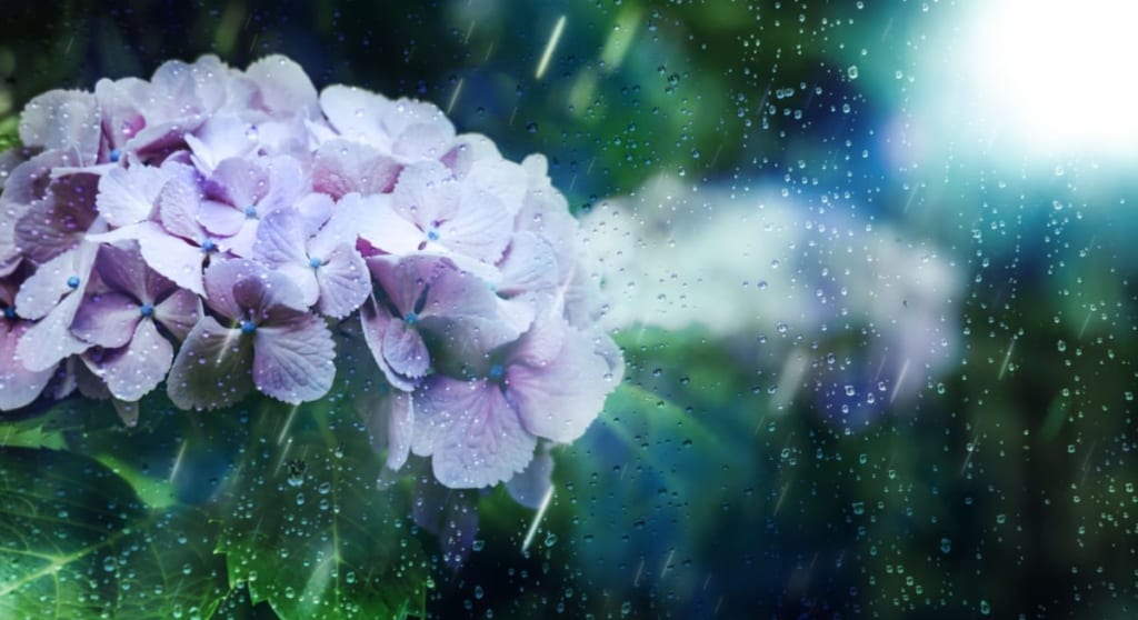 梅雨は風俗の閑散期って本当？閑散期といわれる3つの理由